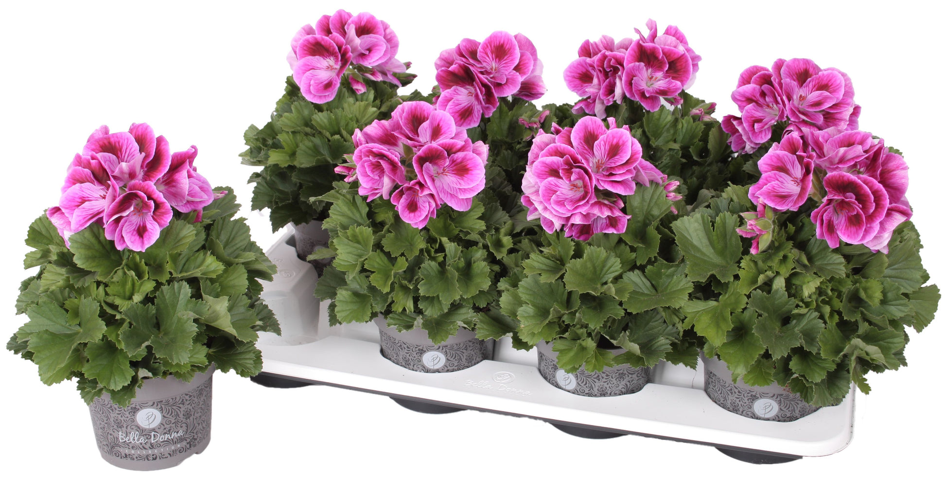 Pelargonium gr. Bella Donna lilac 28cm 12cm Pot