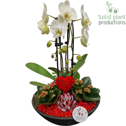 Phalaenopsis arrangement 50cm 32cm Pot