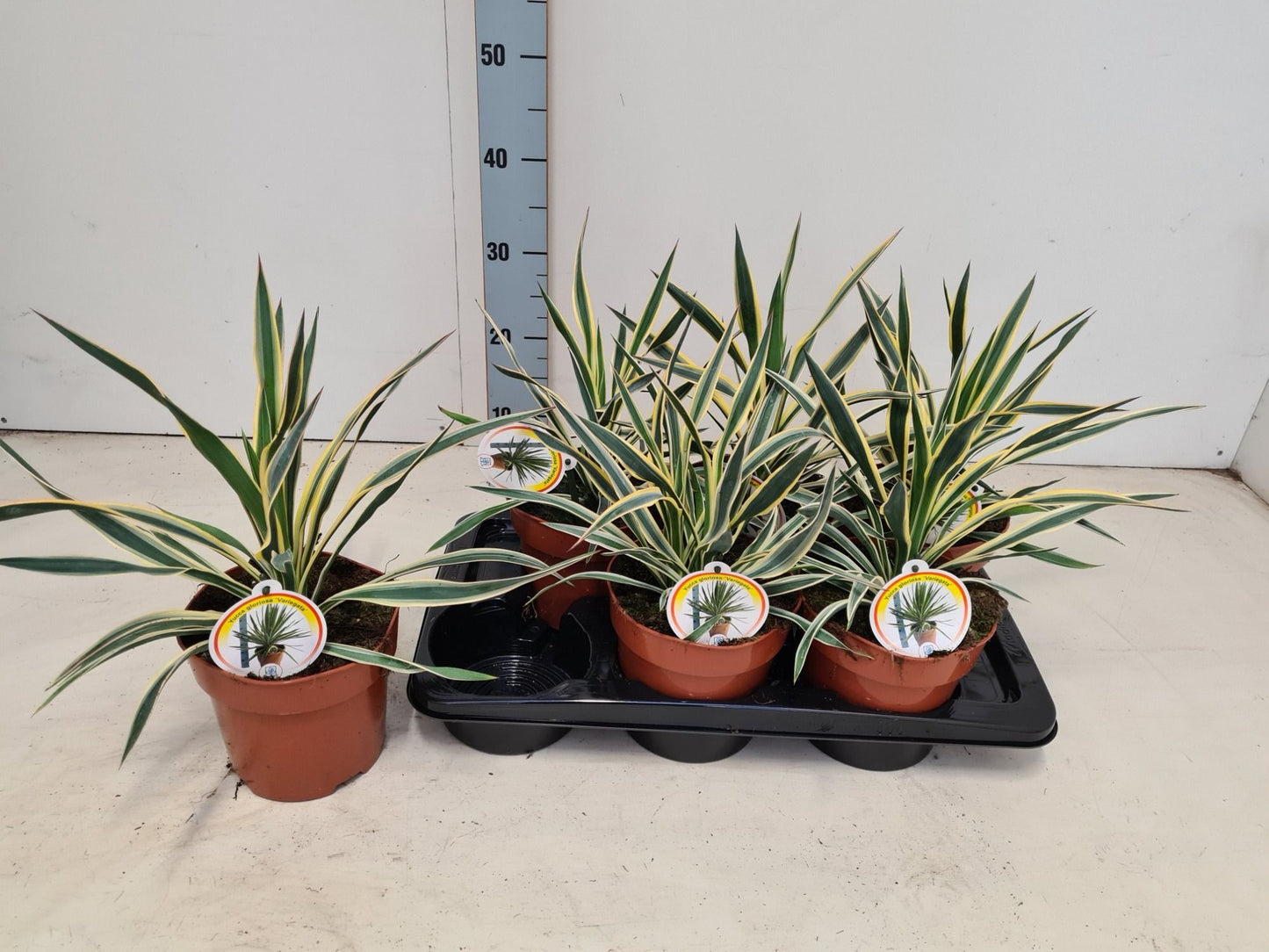 Yucca glor. Variegata 40cm 17cm Pot