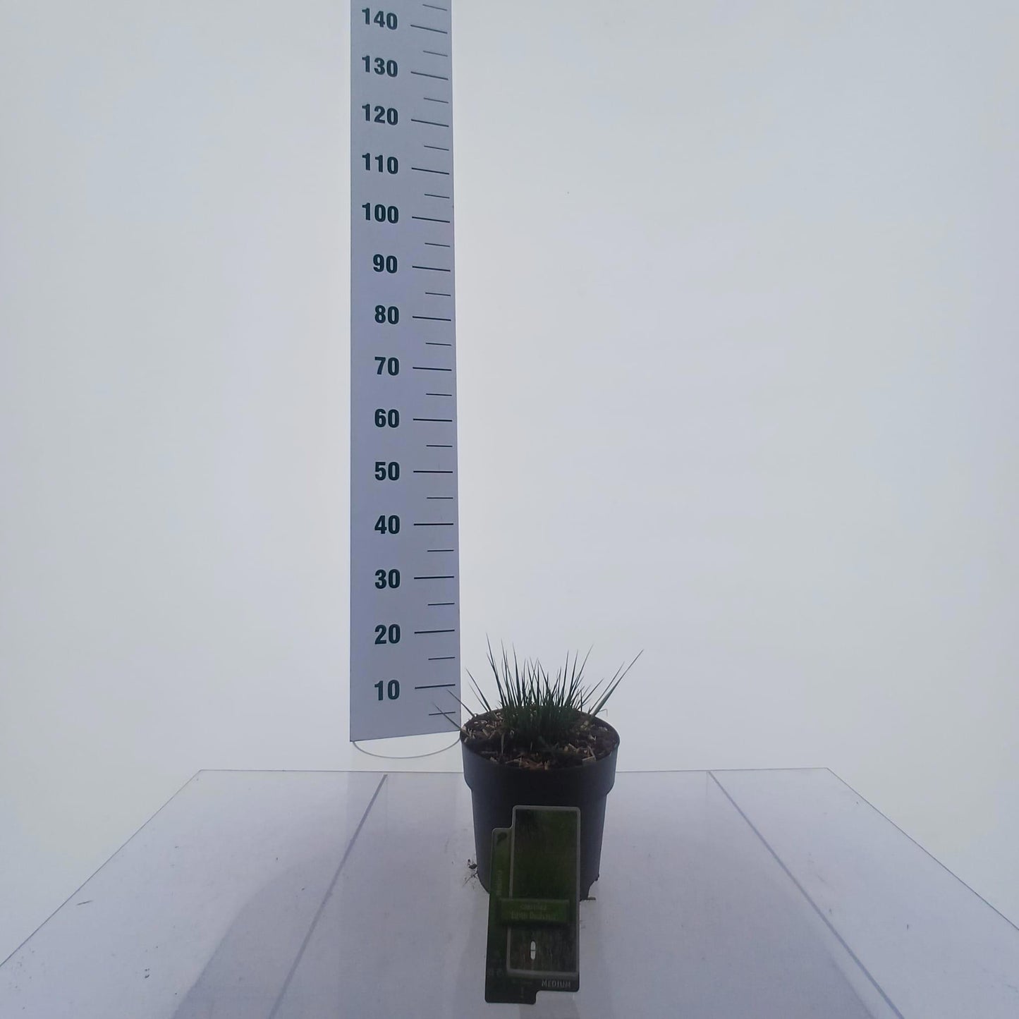 Molinia caerulea mix 15cm 19cm Pot
