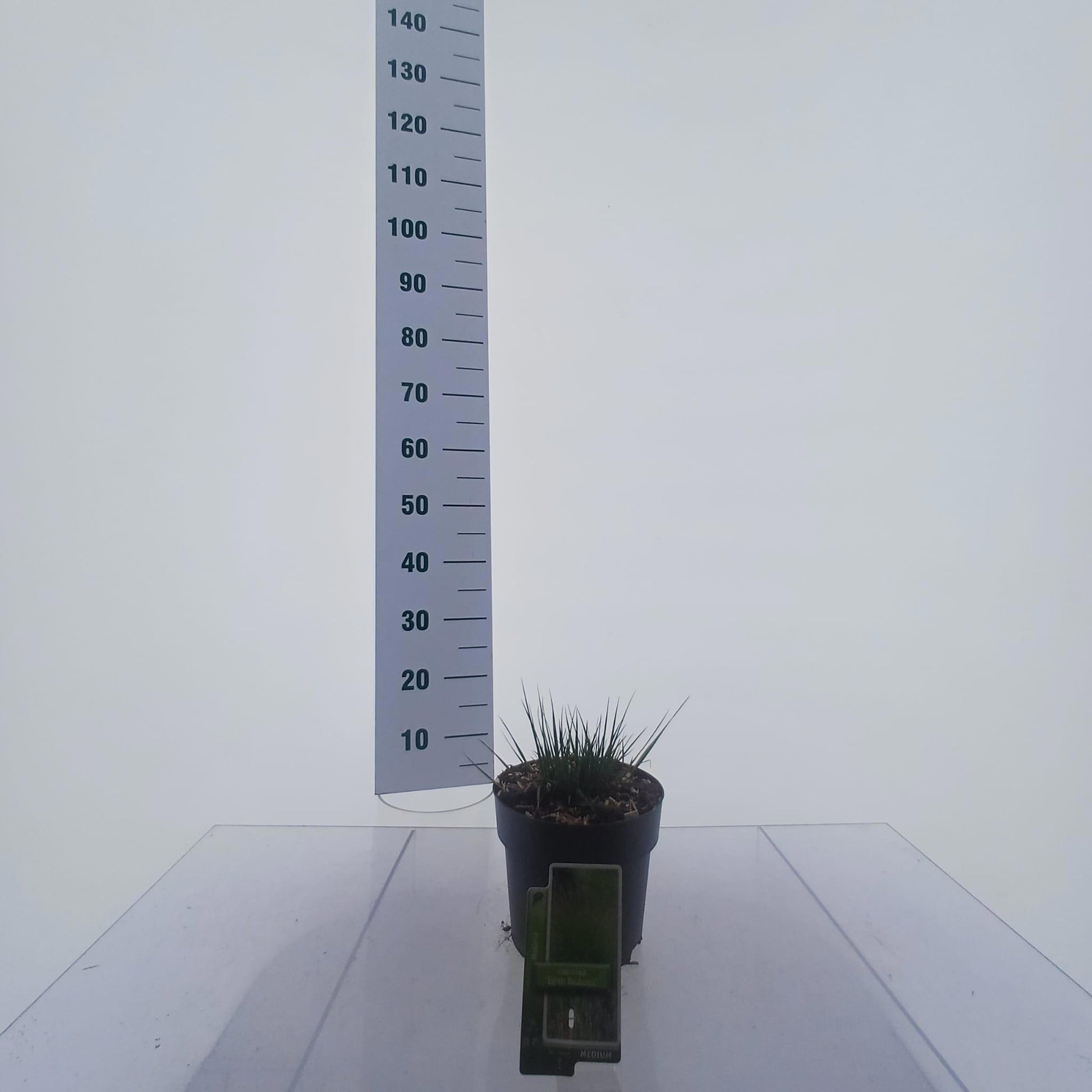 Molinia caerulea mix 15cm 19cm Pot