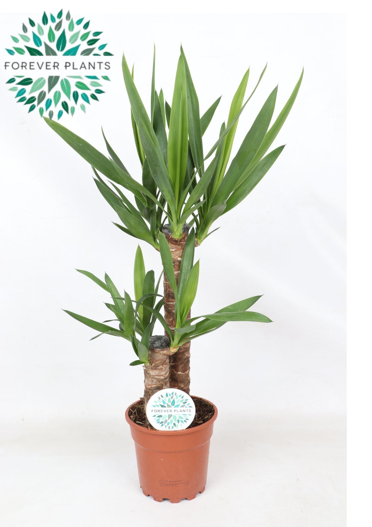 Yucca 45-20 75cm 17cm Pot