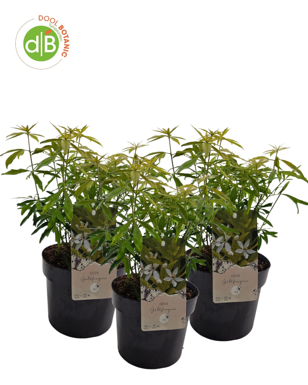 Choisya Sundance 40cm 19cm Pot