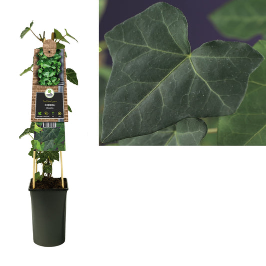 Hedera hibernica 17cm Pot