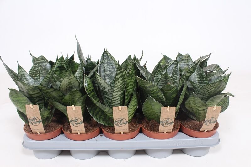 Sansevieria Hahnii 20cm 12cm Pot