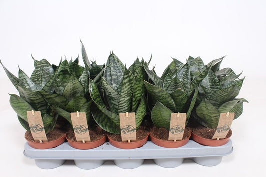 Sansevieria Hahnii 20cm 12cm Pot