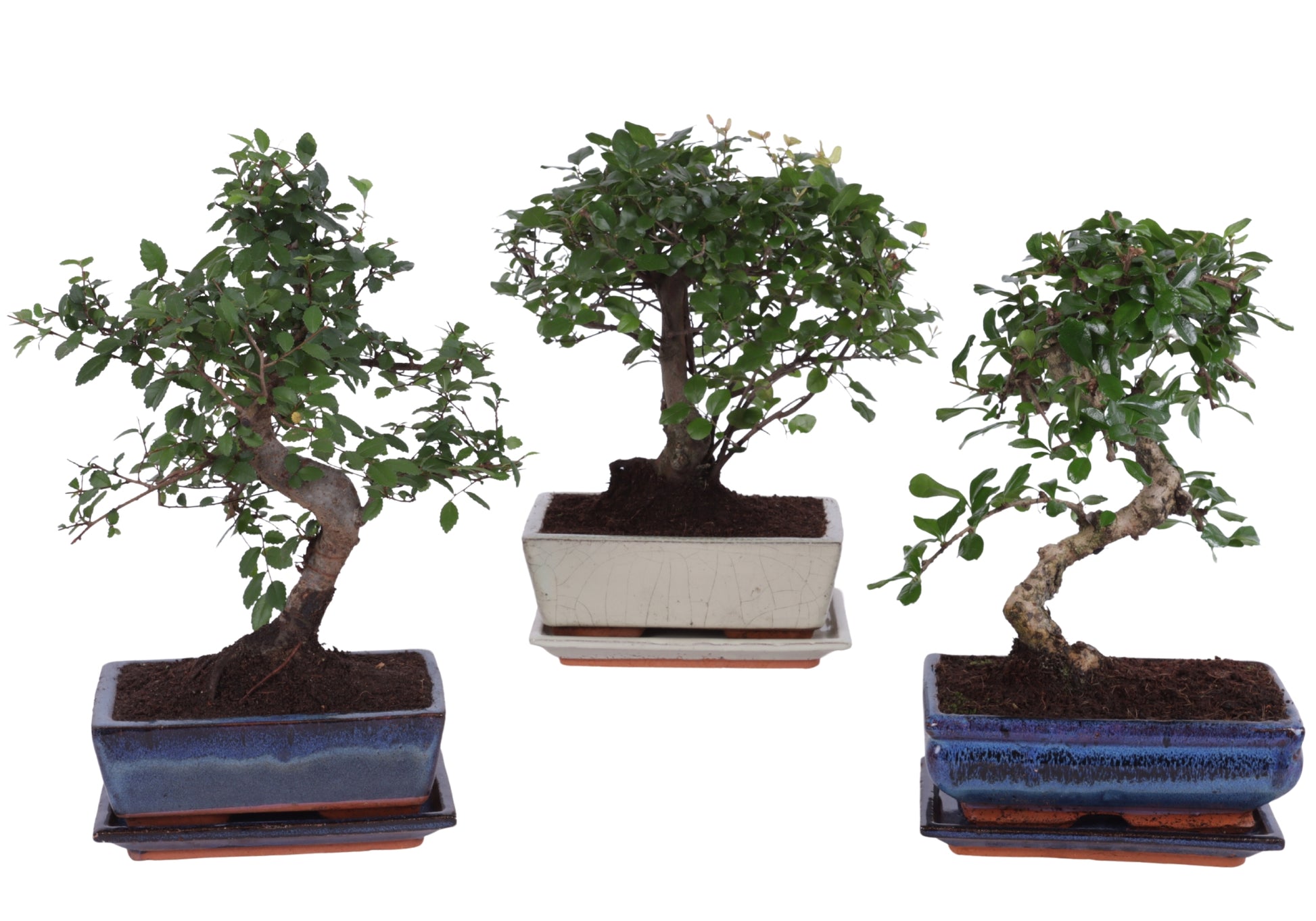 Bonsai mix Ceramic + Saucer 35cm 20cm Pot