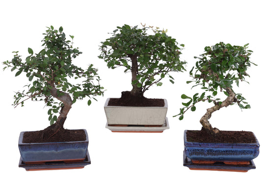 Bonsai mix Ceramic + Saucer 35cm 20cm Pot