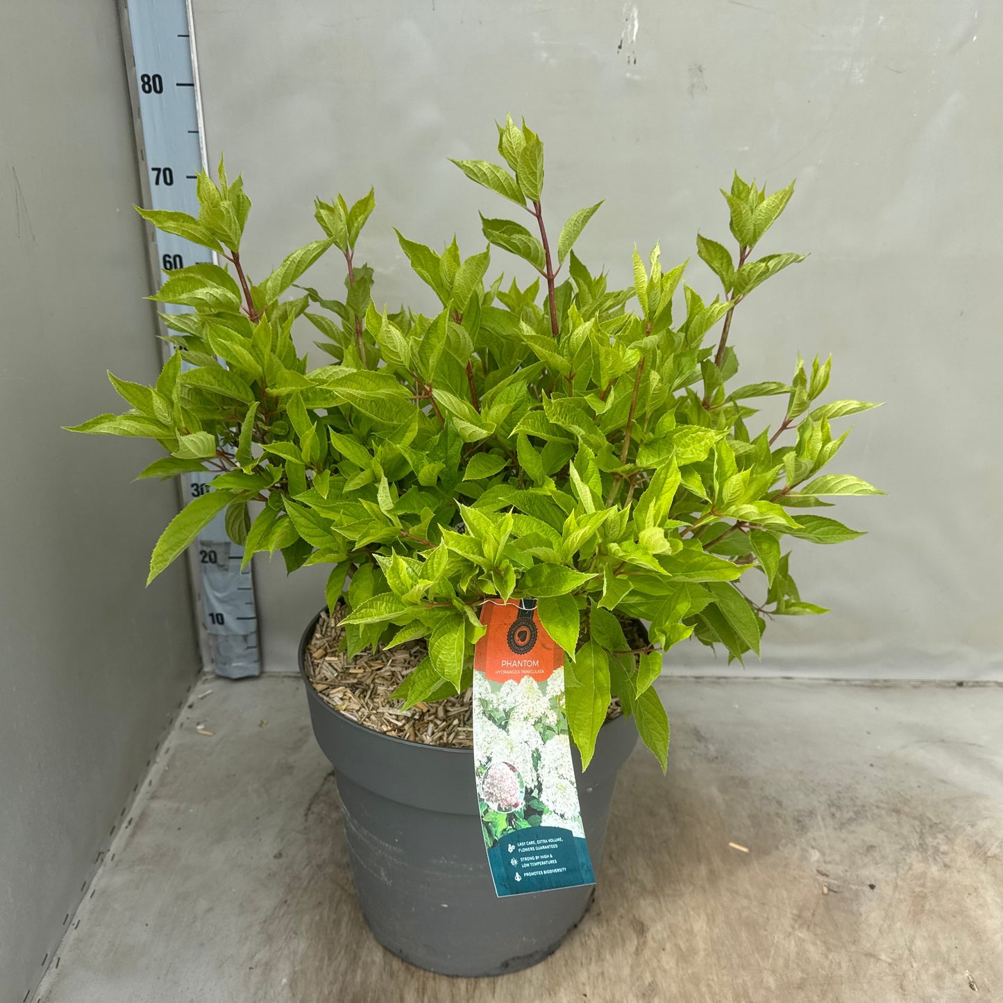 Hydrangea paniculata 65cm 35cm Pot