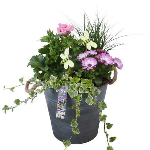 PTPP7060 Arrangementen Perkplanten 50cm 26cm Pot