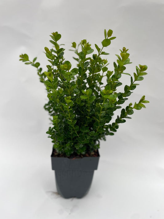Buxus sempervirens 40cm 17cm Pot
