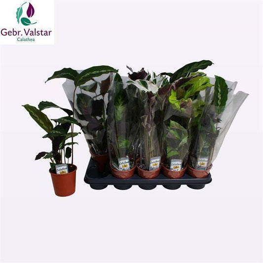 Calathea mix 45cm 12cm Pot