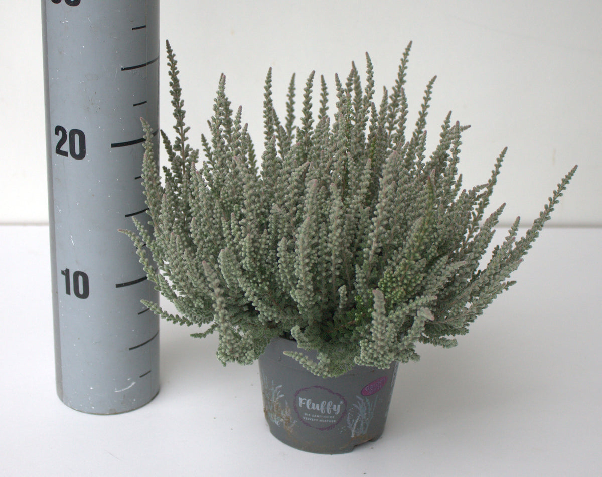 Calluna Garden Girls Fluffy 24cm 12cm Pot