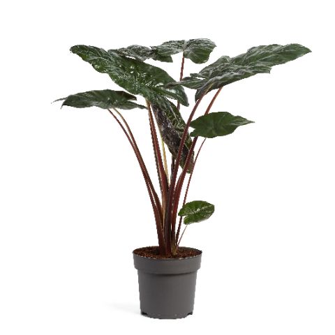 Alocasia Yucatan Princess 100cm 24cm Pot