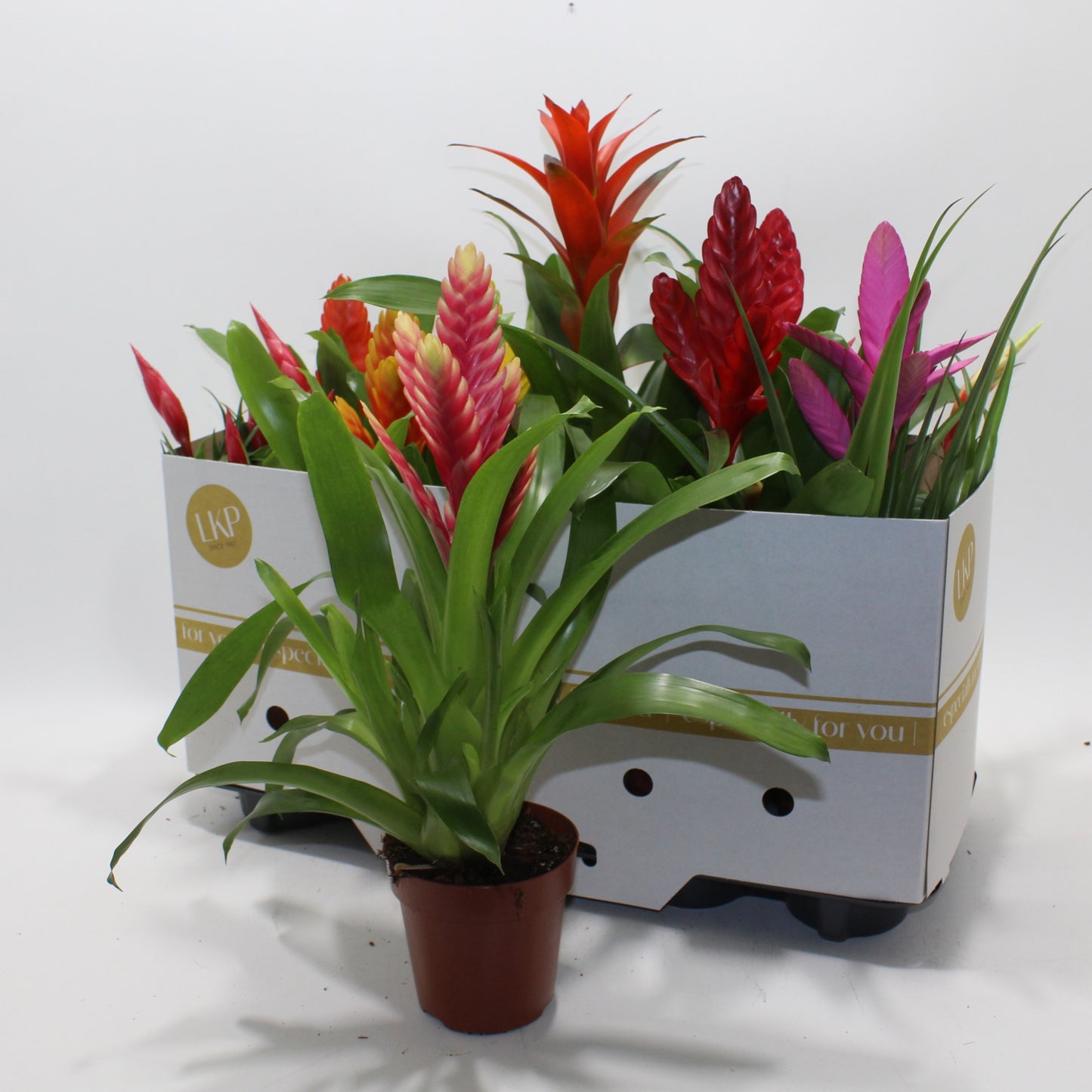 Bromelia mix 35cm 12cm Pot