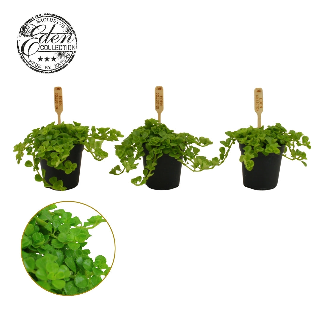 Pilea depressa 10cm 505cm Pot