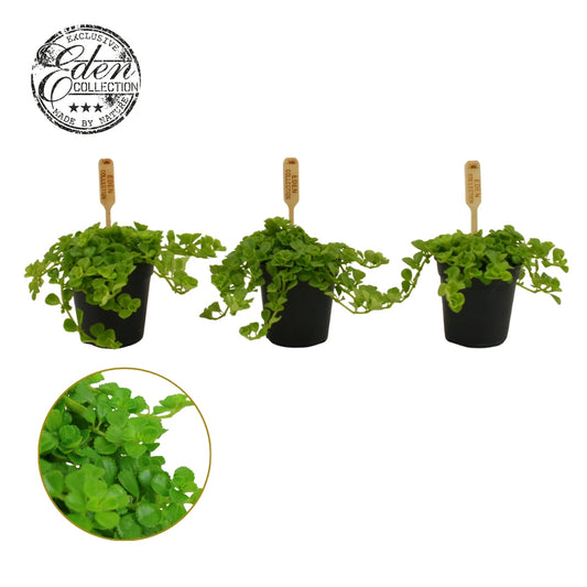 Pilea depressa 10cm 505cm Pot