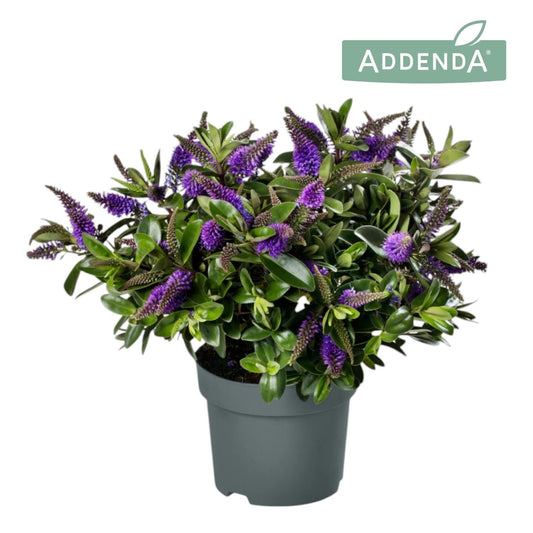 Hebe Hebedonna Anna 25cm 15cm Pot