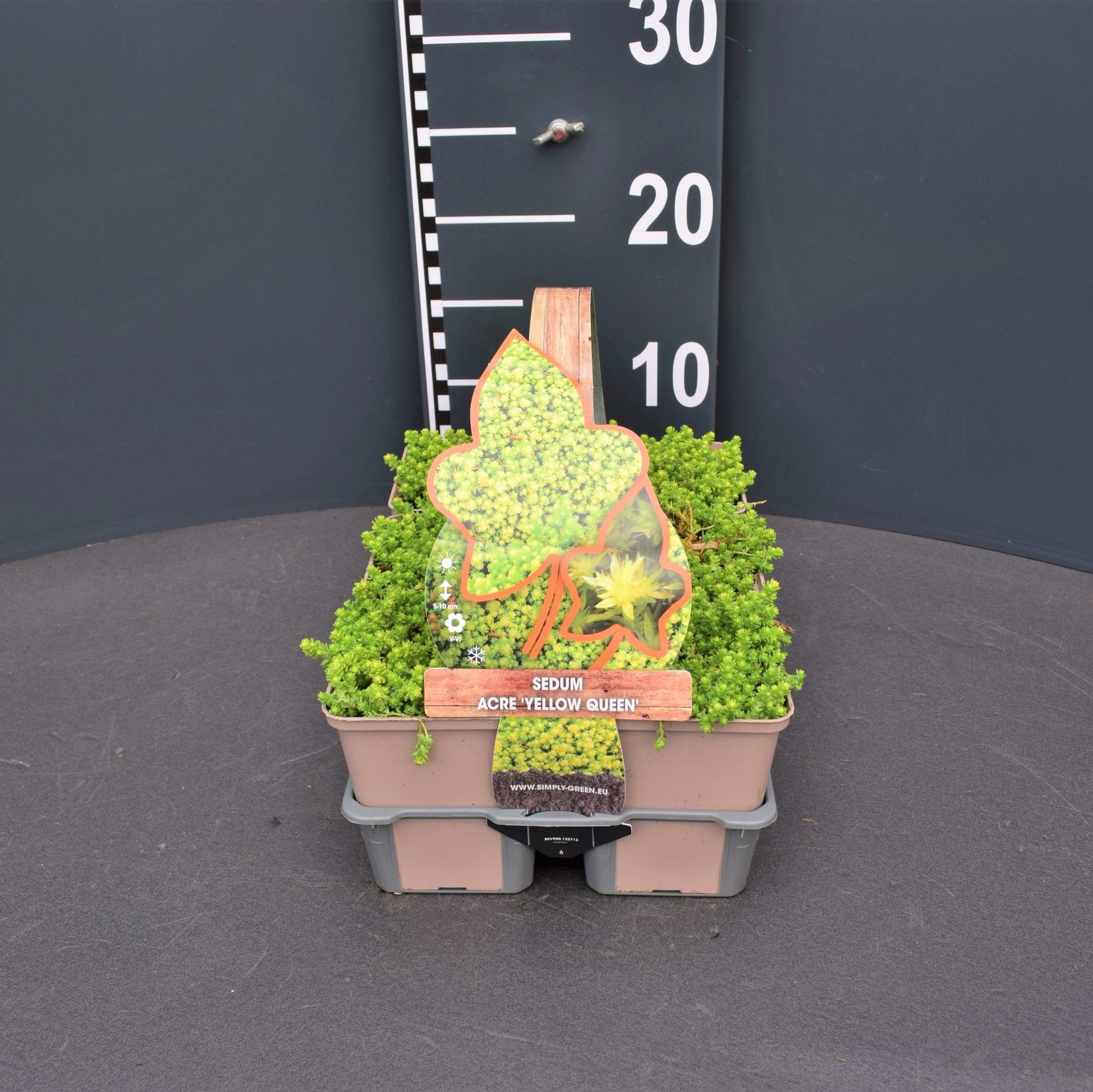 Sedum acre Yellow Queen 6-pack 5cm 9cm Pot