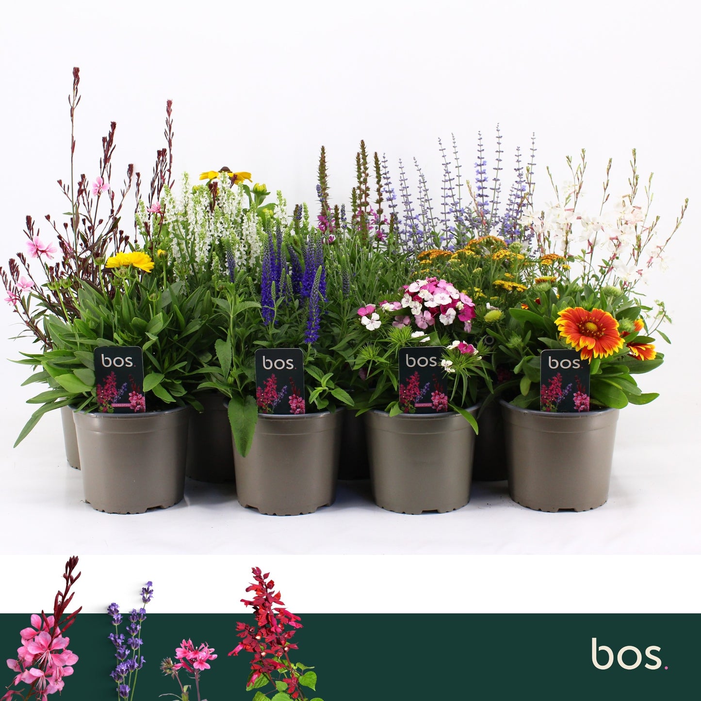 Vaste planten (Perrenial) mix 30cm 17cm Pot