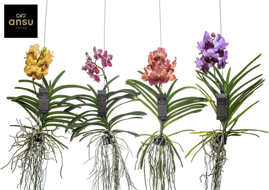Vanda special mix 60cm 15cm Pot