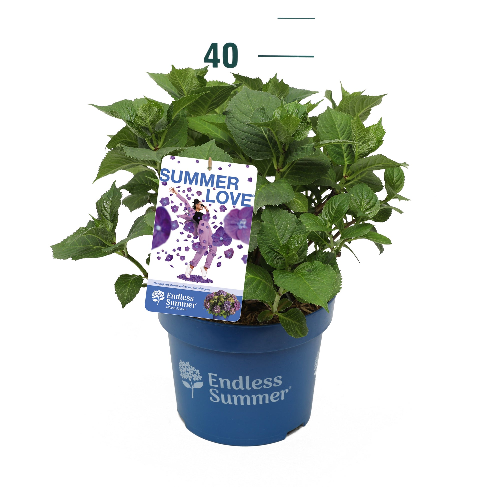 Hydrangea E-S Summer love purple 20cm 23cm Pot