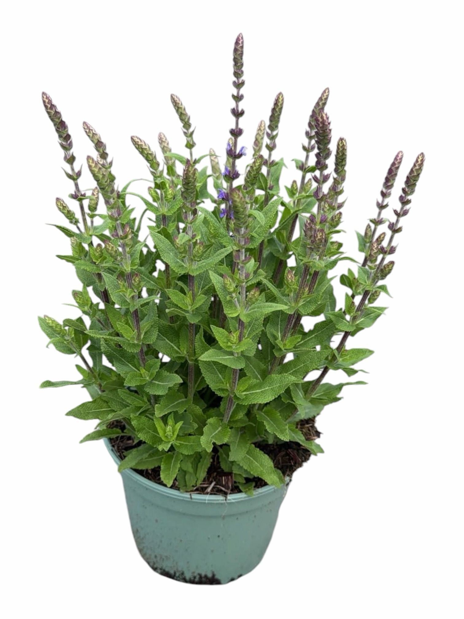 Salvia nem. Ostfriesland 40cm 19cm Pot