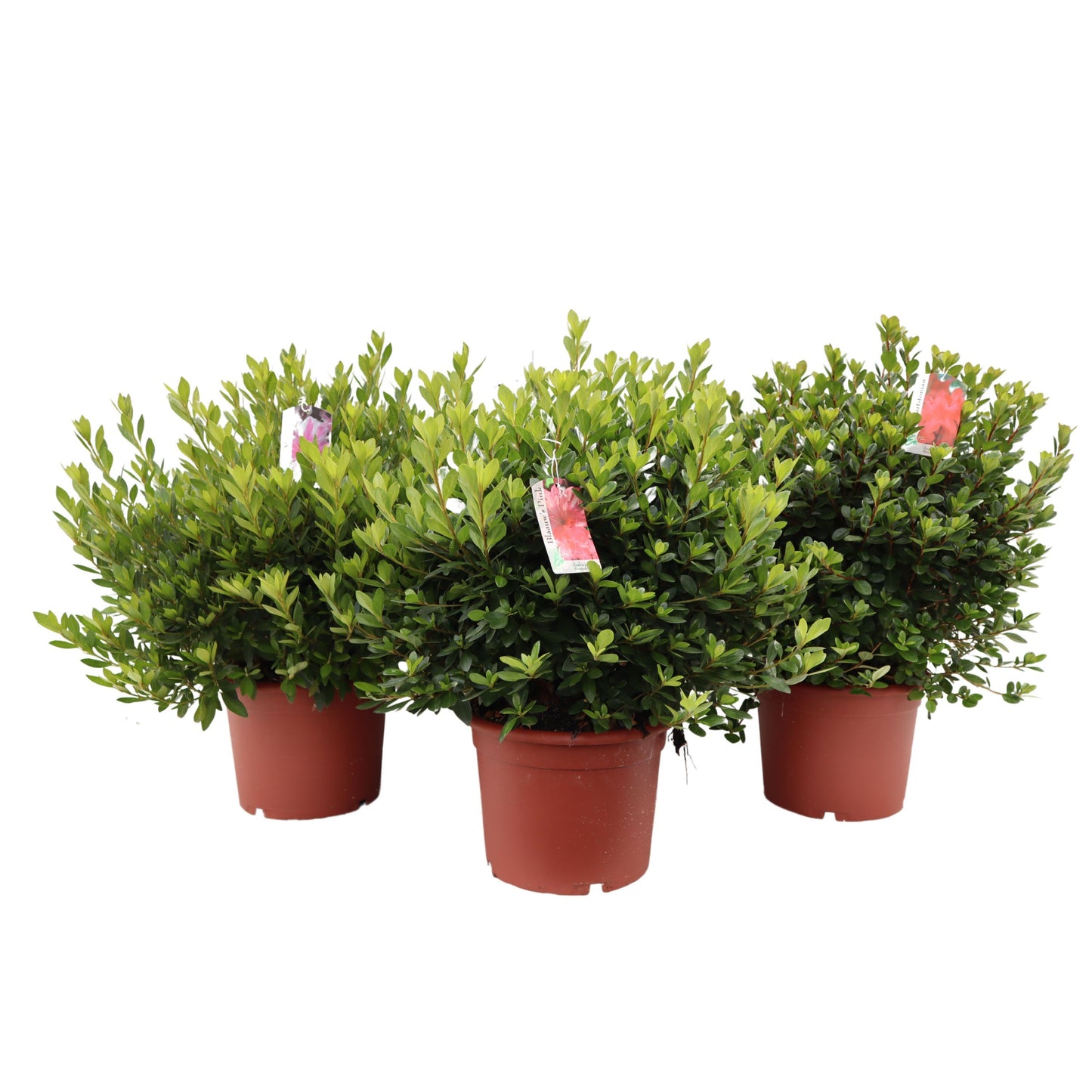 Rhododendron japonicum 50cm 26cm Pot