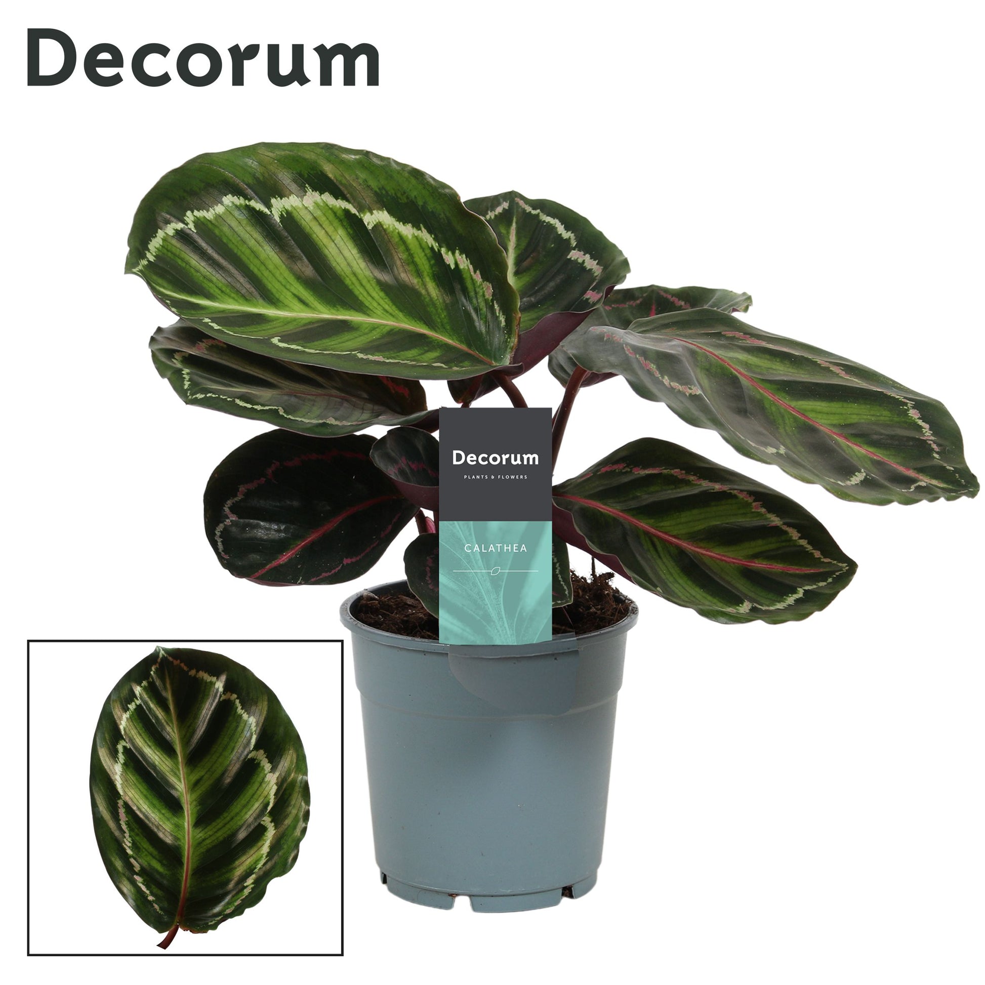 Calathea roseopicta 30cm 12cm Pot
