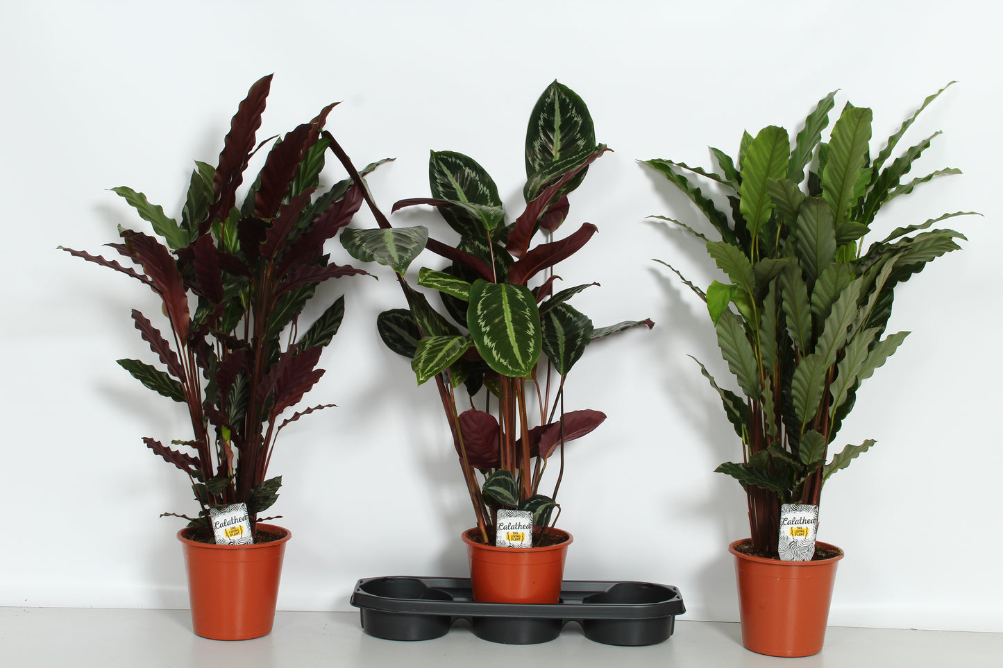 Calathea mix 90cm 19cm Pot