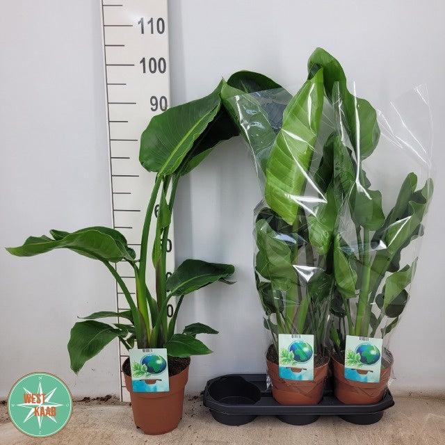 Strelitzia nicolai 95cm 19cm Pot