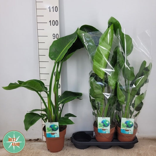 Strelitzia nicolai 95cm 19cm Pot