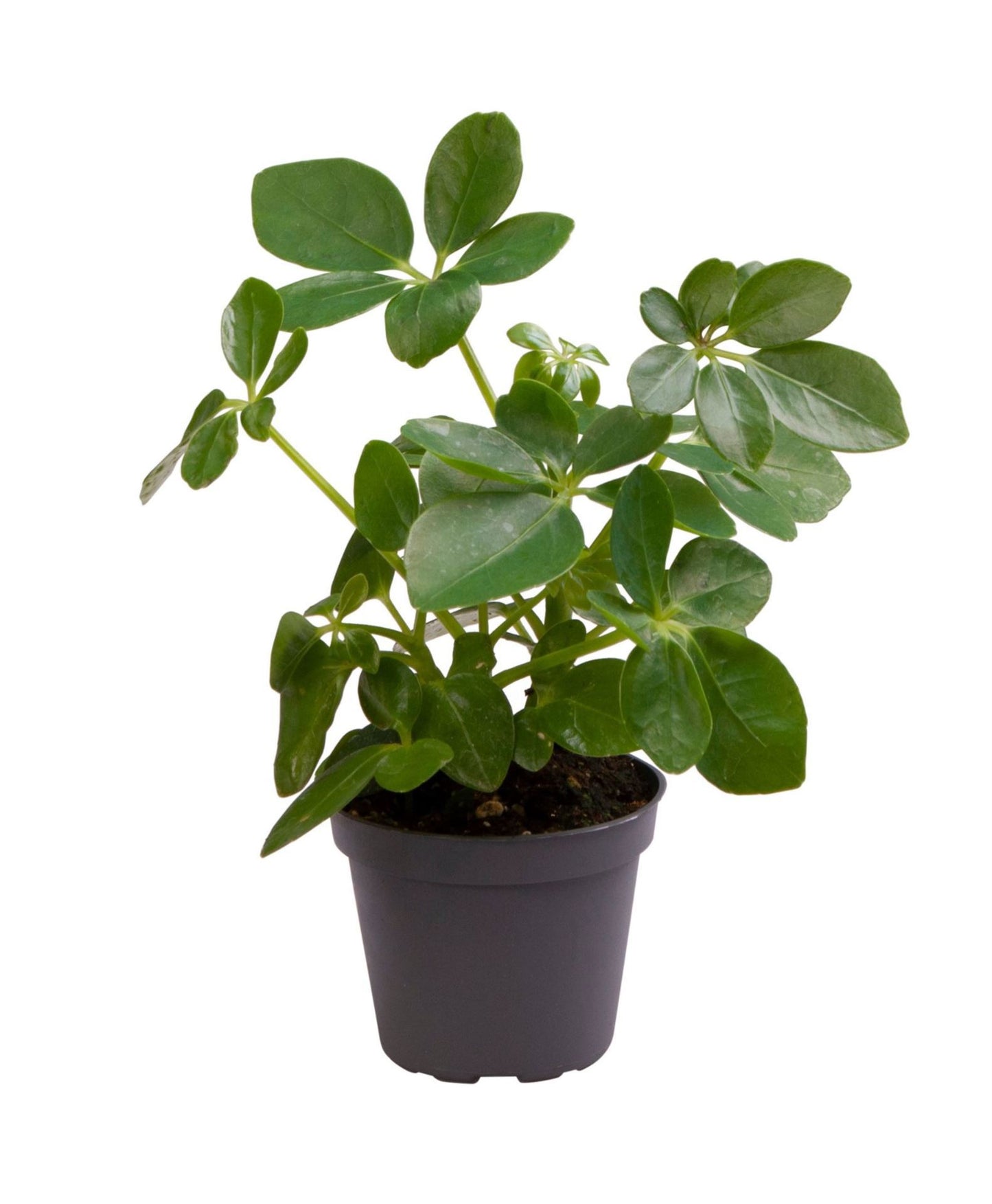 Schefflera arboricola 15cm 6cm Pot