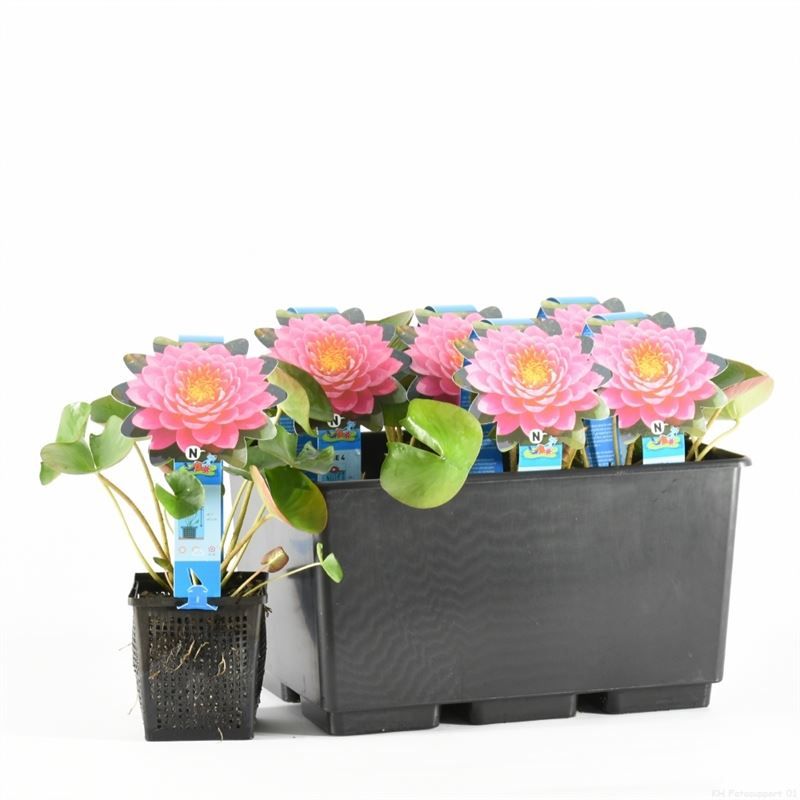 Nymphaea Fire Opal 30cm 11cm Pot
