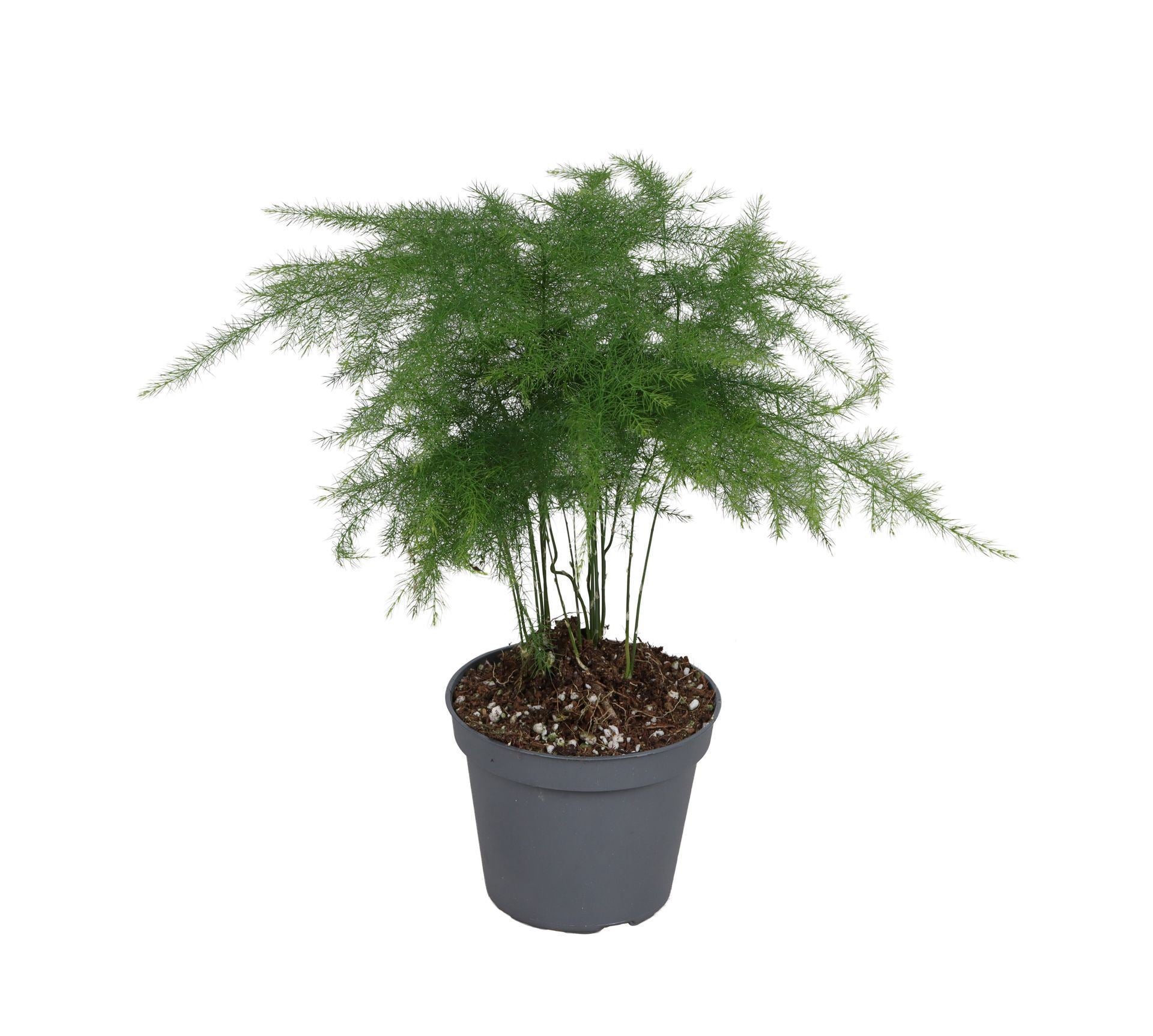Asparagus Plumosus 15cm 6cm Pot