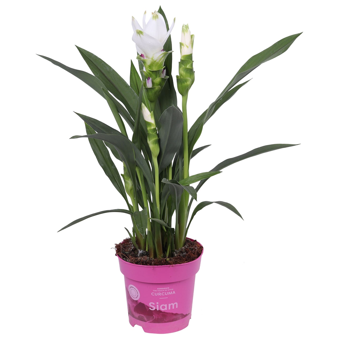 Curcuma Siam Sisto 55cm 14cm Pot