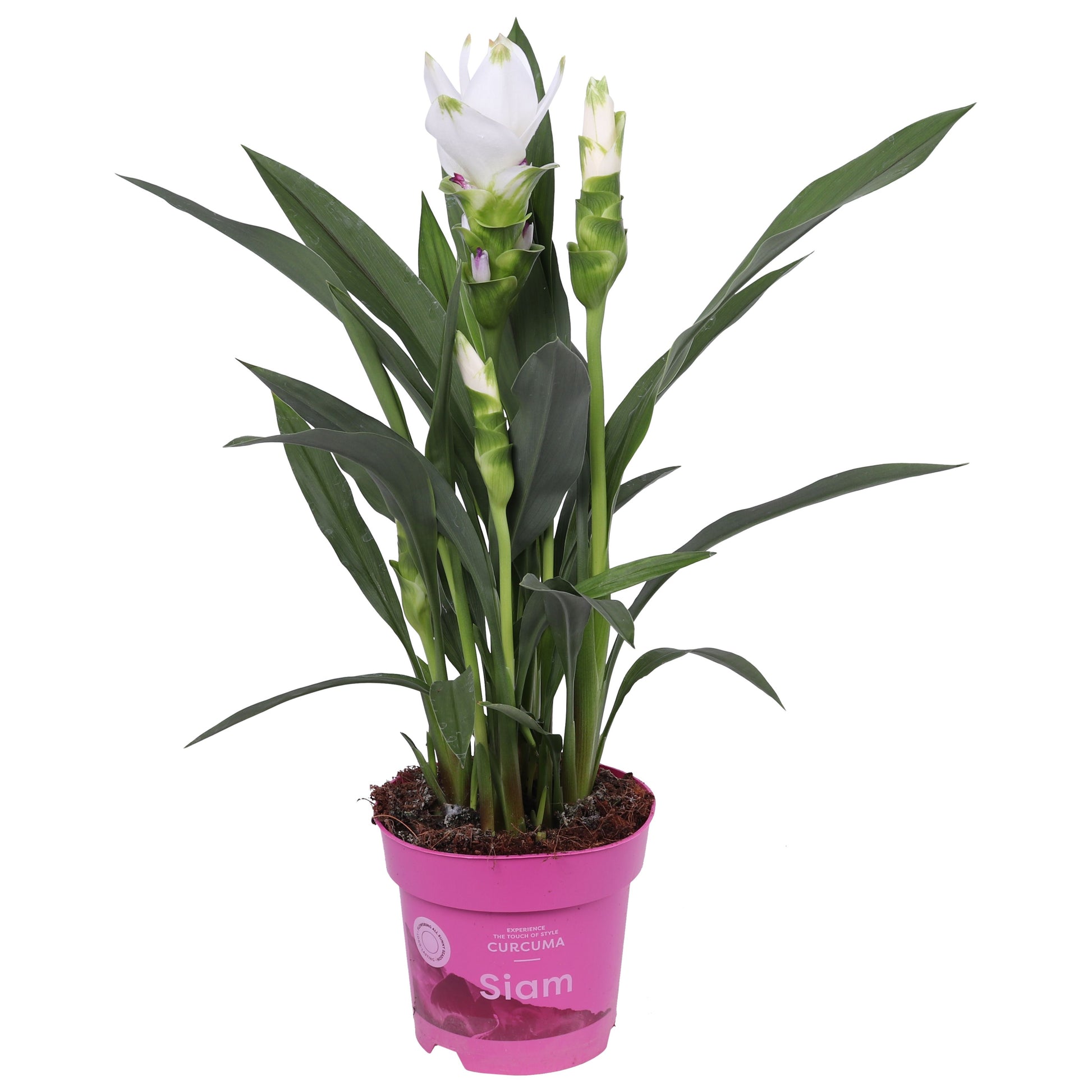Curcuma Siam Sisto 55cm 14cm Pot