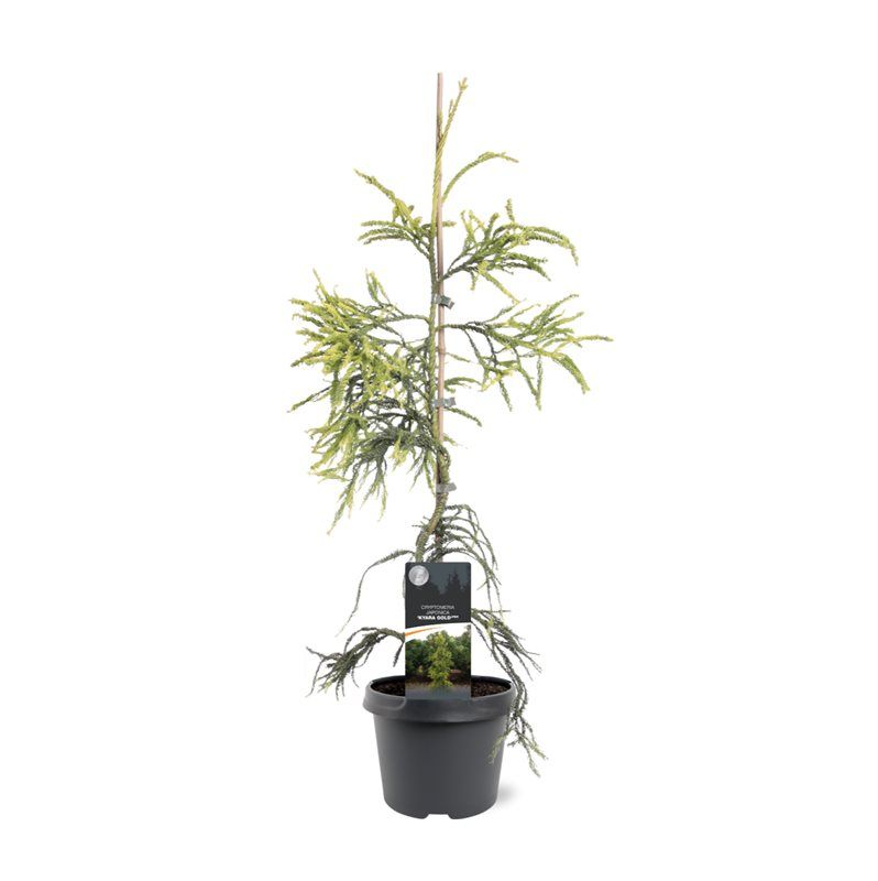 Cryptomeria jap. Kyara Gold 55cm 19cm Pot