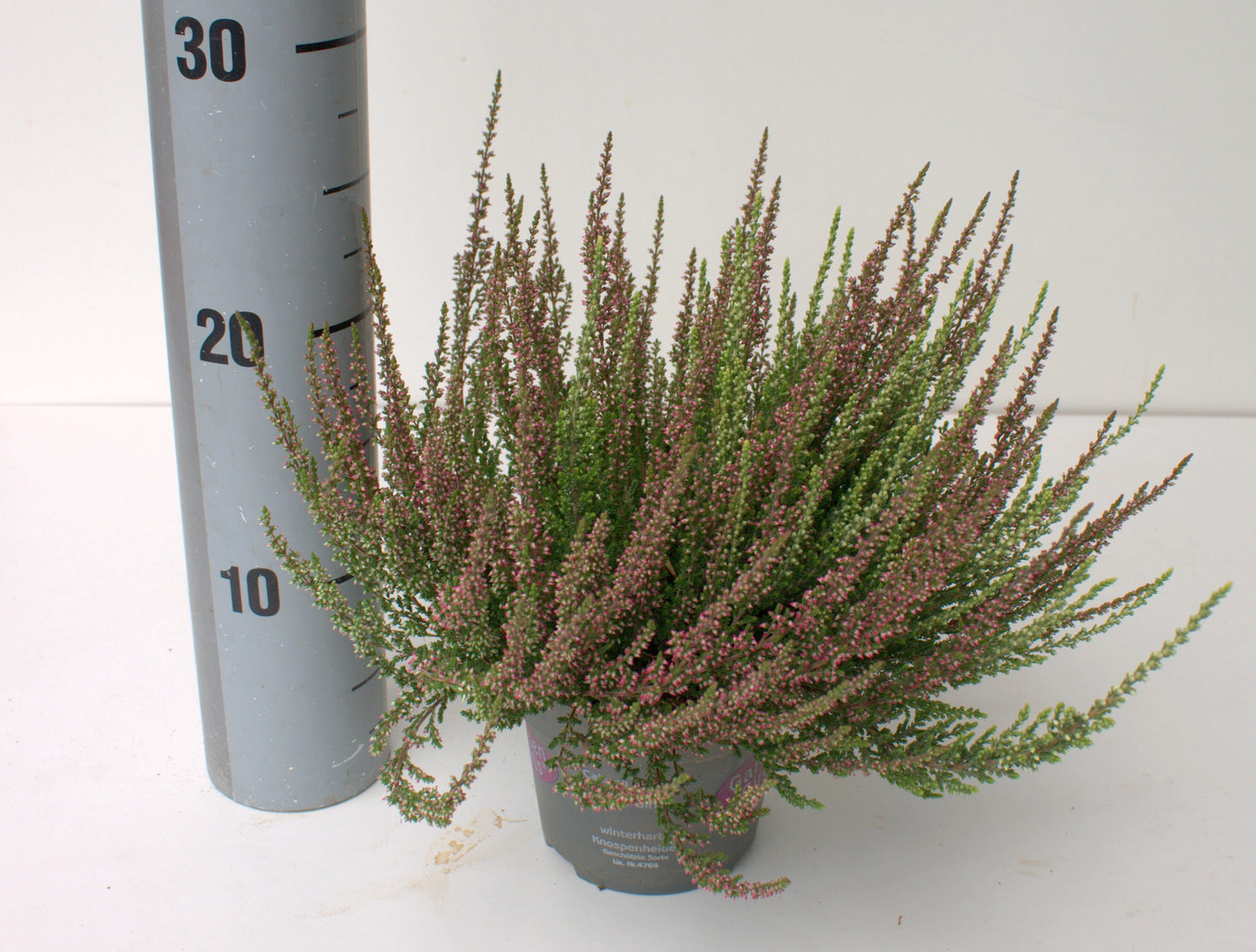 Calluna Garden Girls twin 25cm 12cm Pot
