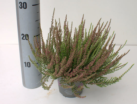 Calluna Garden Girls twin 25cm 12cm Pot