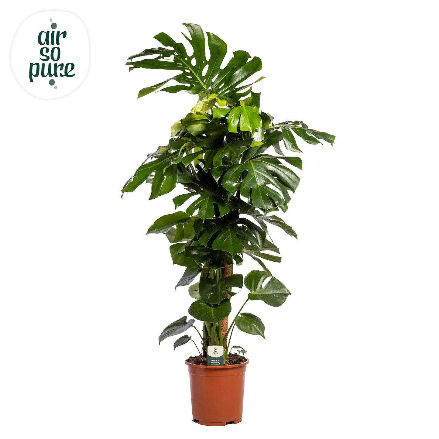 Monstera deliciosa 130cm 27cm Pot