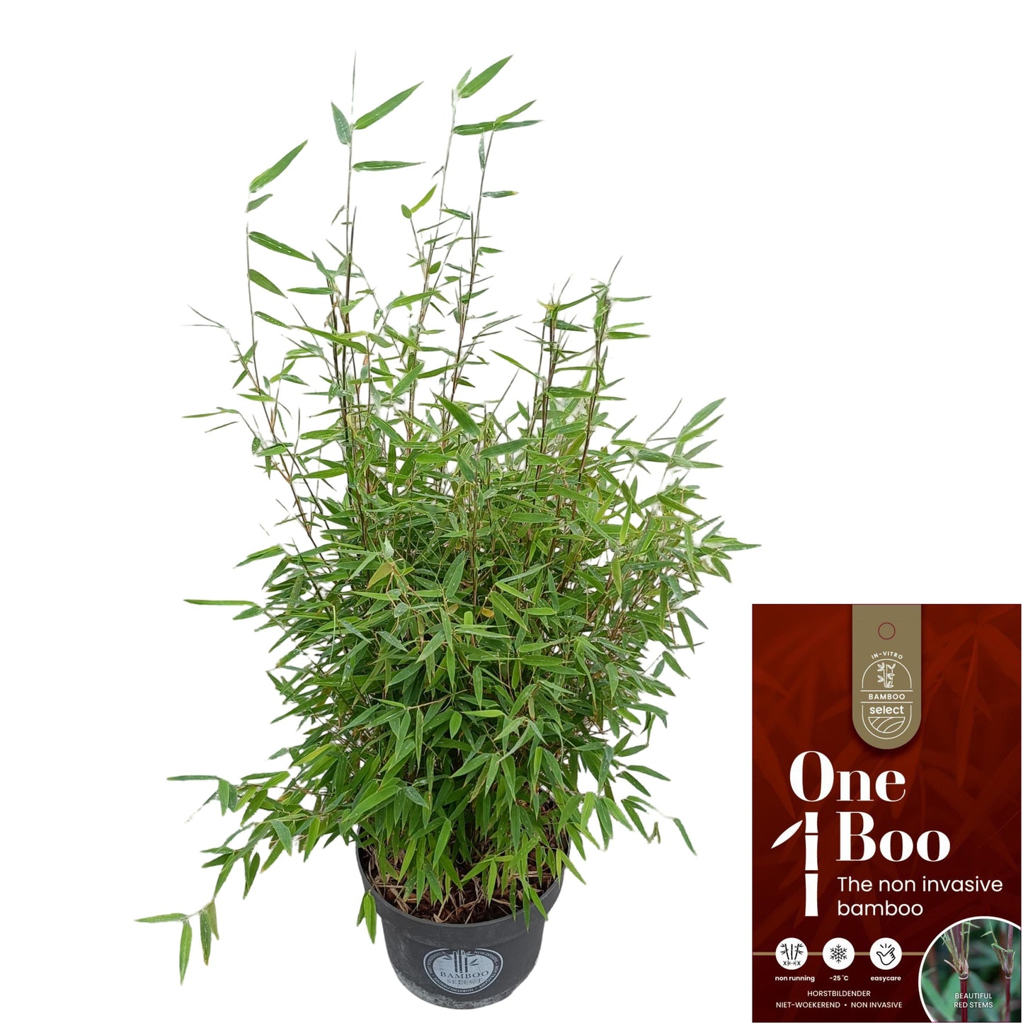 Fargesia Red Dragon 65cm 23cm Pot