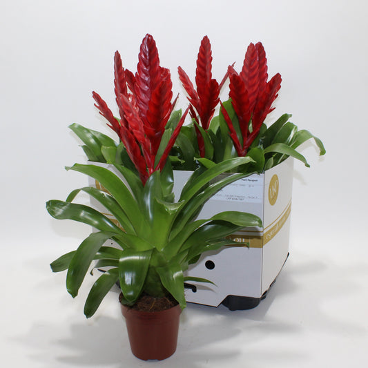 Vriesea Stream 45cm 12cm Pot