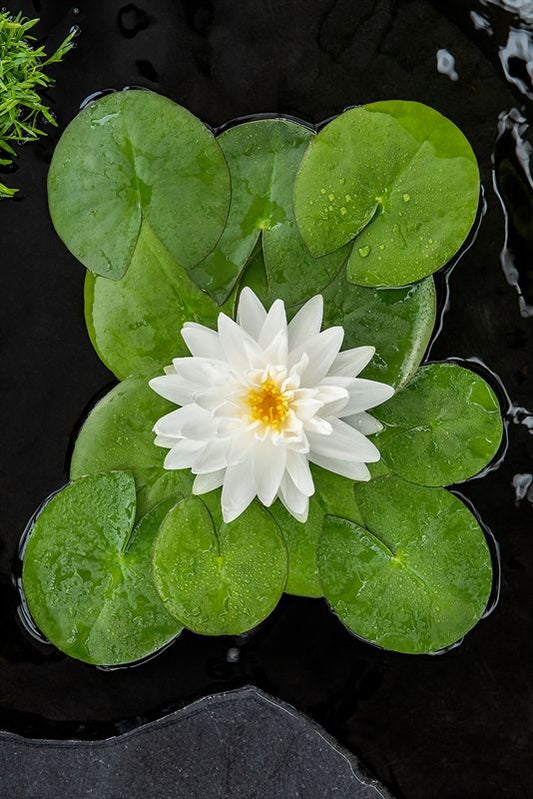 Nymphaea Gonnere 30cm 18cm Pot