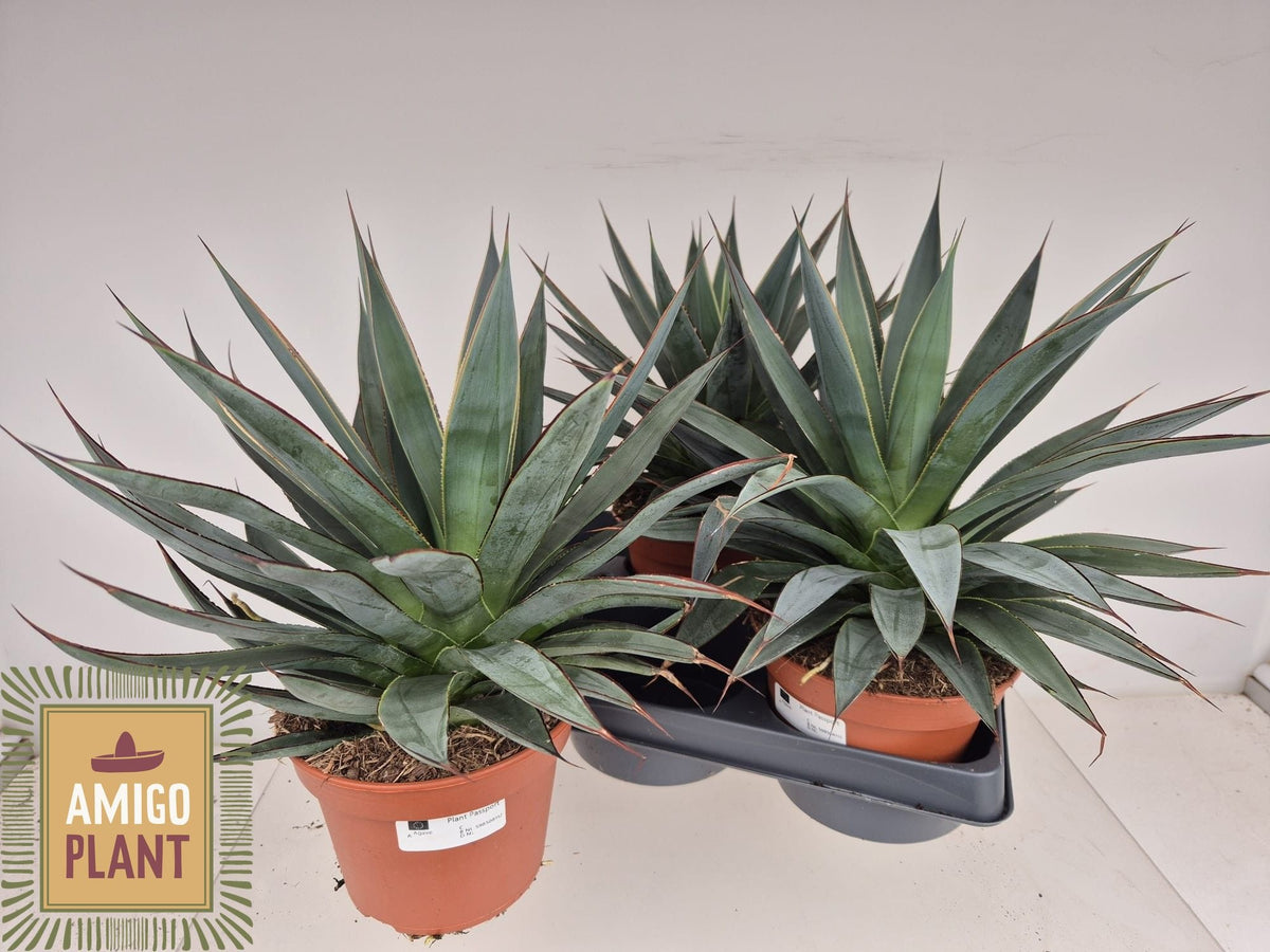 Agave Shaka Zulu 30cm 15cm Pot