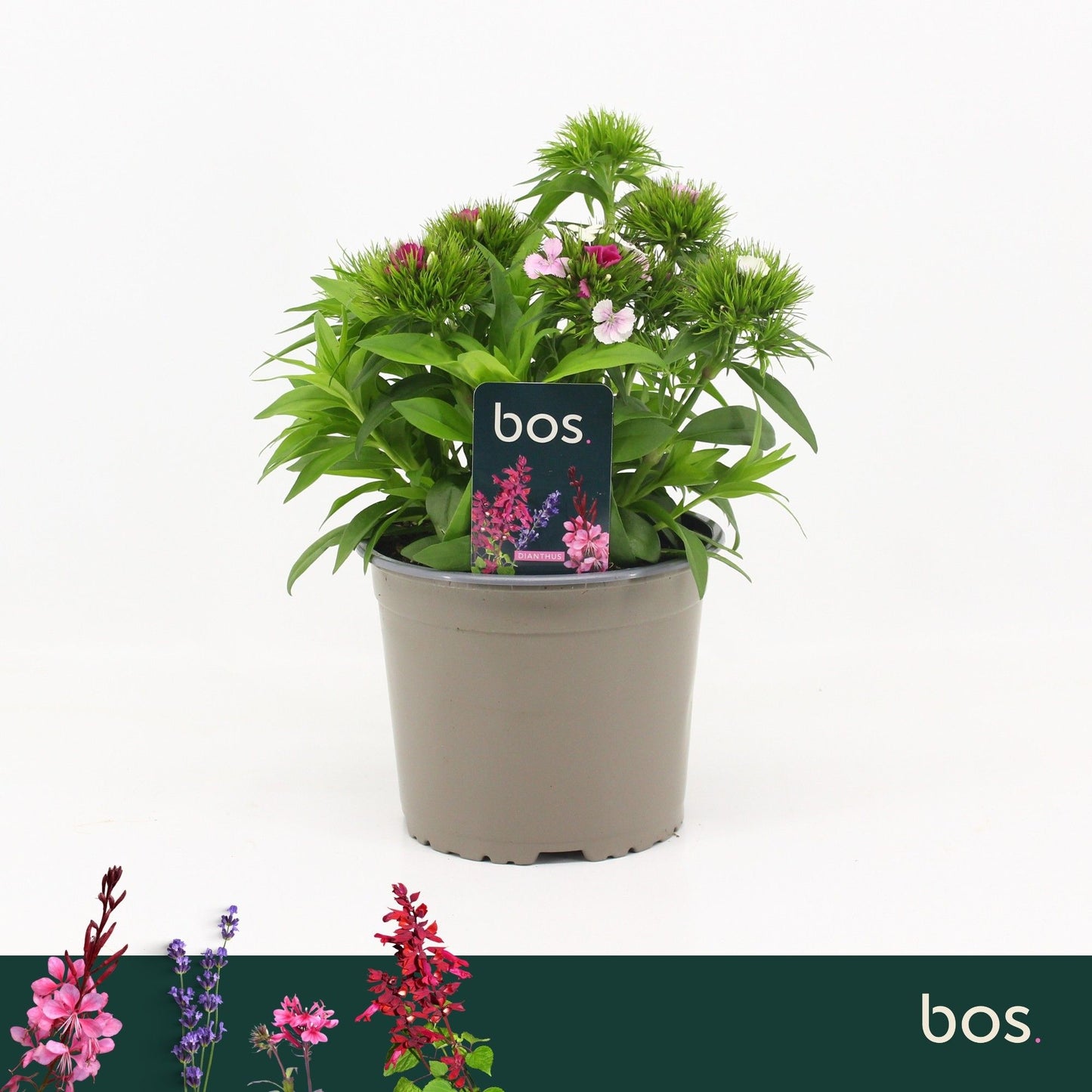 Dianthus bar. Dart Pink Magician 30cm 17cm Pot