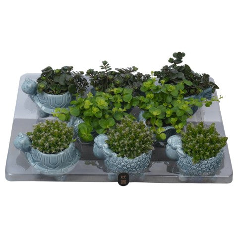 PTSUT8940 Arrangementen kamerplanten 12cm 12cm Pot