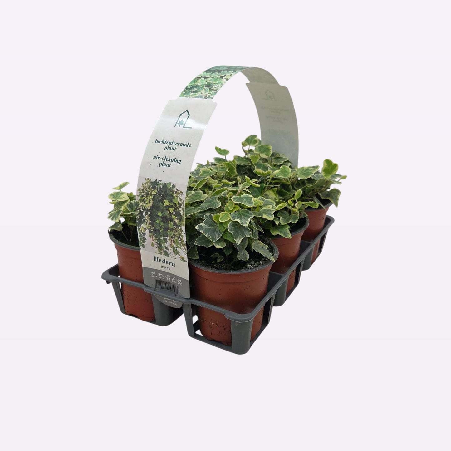 Hedera White Wonder 9cm Pot