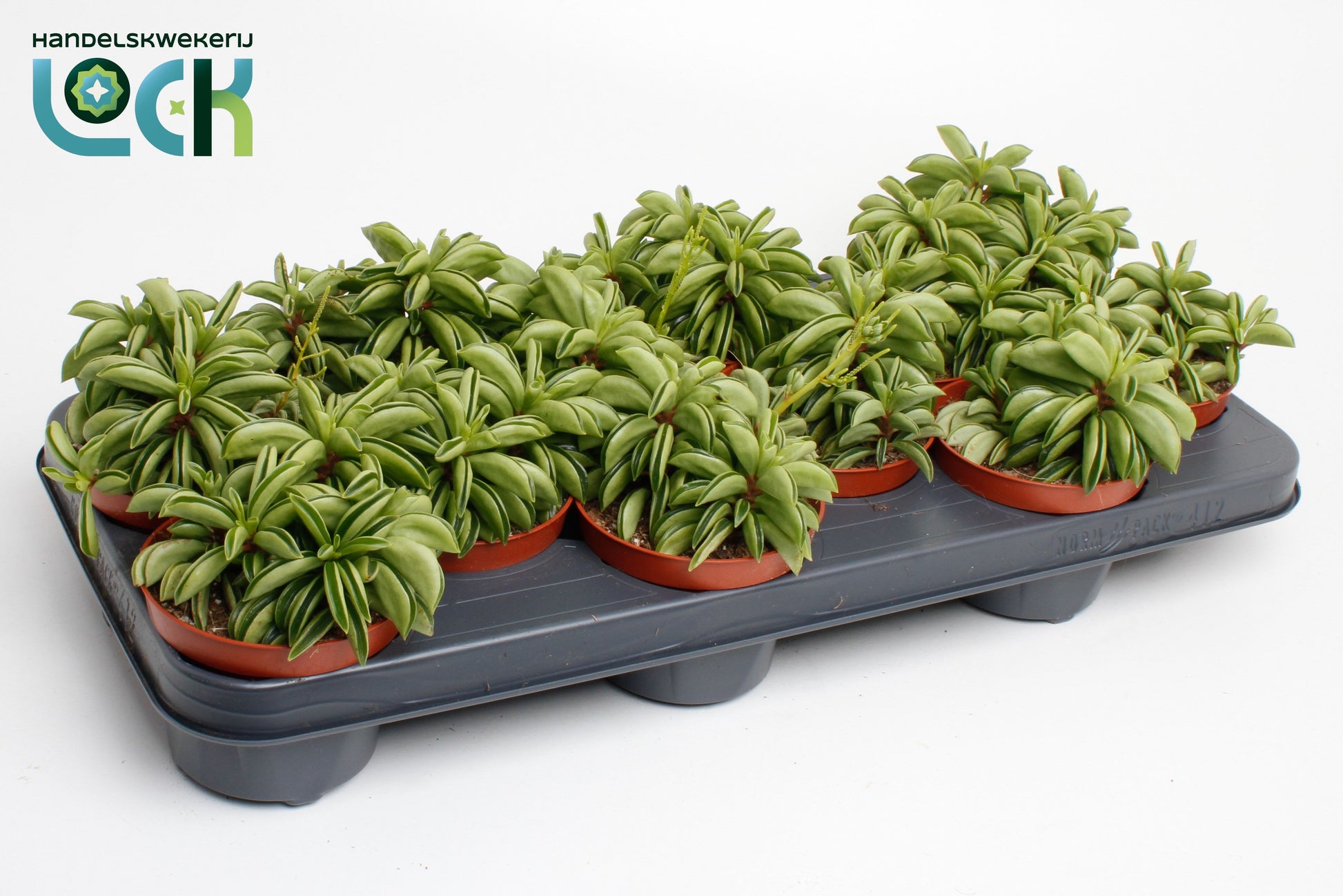 Peperomia Happy Bean 15cm 510cm Pot