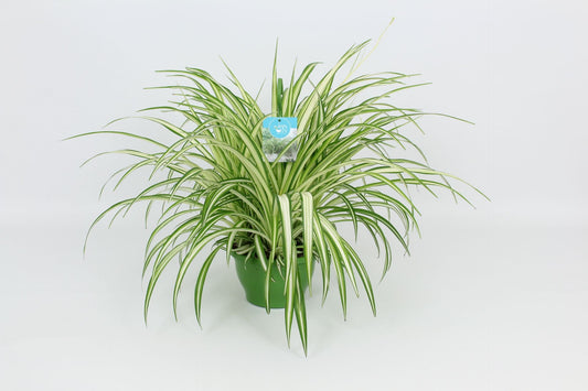 Chlorophytum Vittatum 65cm 21cm Pot